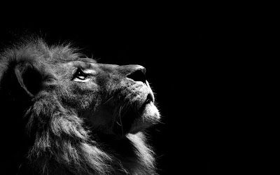 Black And White Lion Wallpaper Hd 19168 In 2021 Black And White Lion White Lion Images Black And White Lion Wallpaper