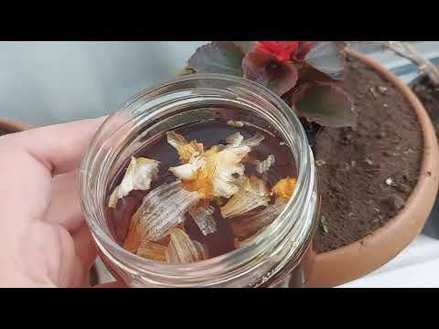 Kurumus Cicekleri Canlandiriyor Patir Patir Cicek Actiriyor Youtube 2020 Cicek Bitki Dogal