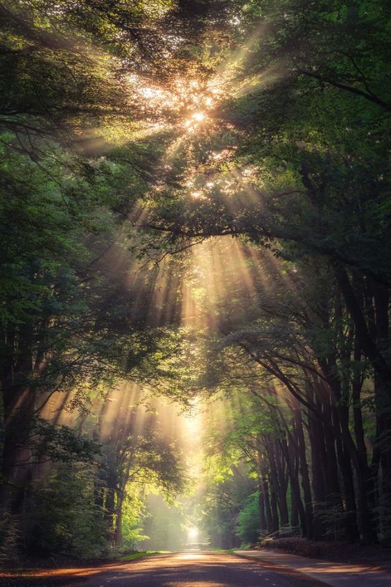 Collection Of Amazing Sunrays In The Forest In The Netherlands | Bored Panda