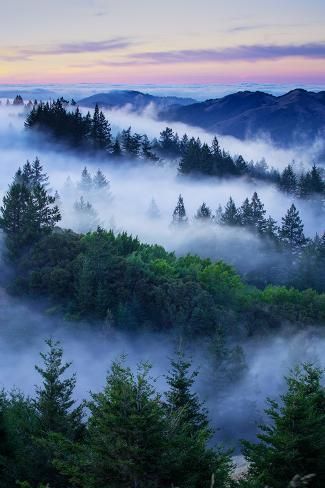 size: 24x16in Photographic Print: Summer World of Mount Tamalpais, San Francisco, California by Vincent James :