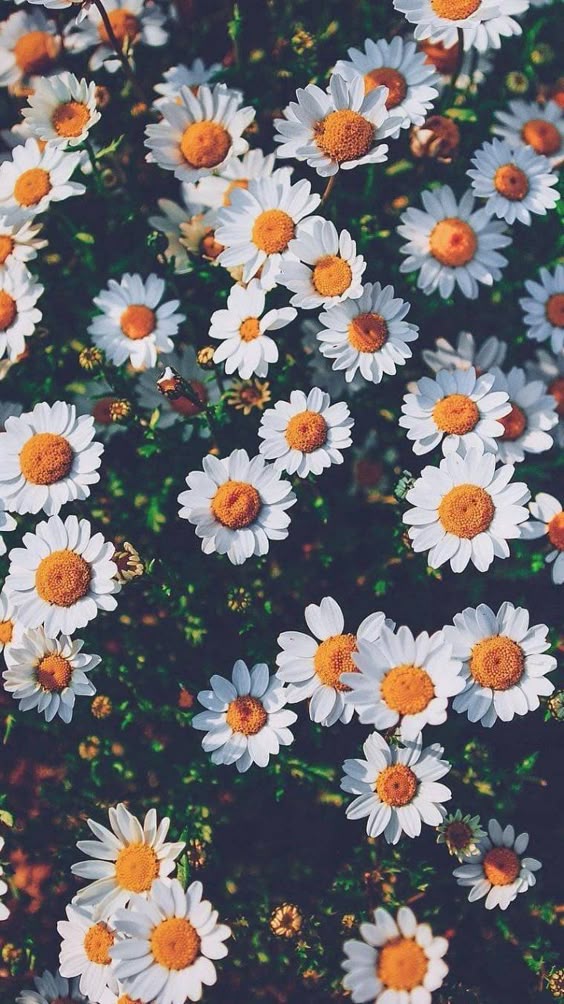 Beautiful flowers shared by Karolina on We Heart It