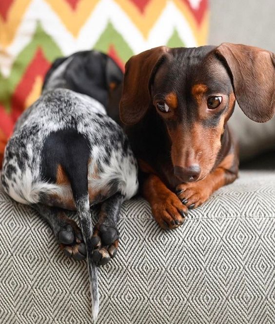 Welcome To Dachshund Dog Dachshund Puppies Pets