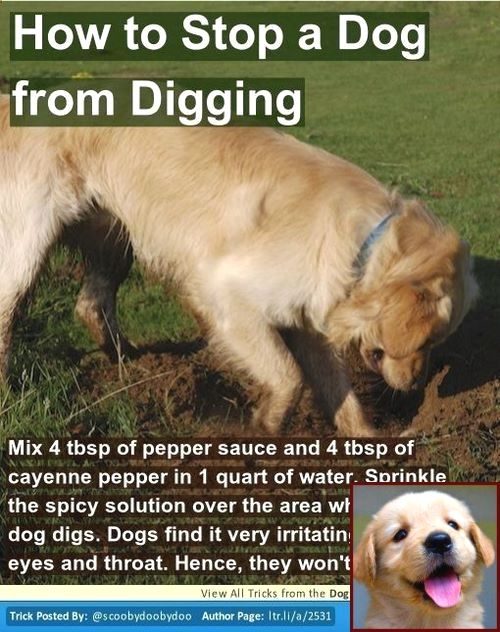 Dog Behavior Showing Teeth And Dog Behavior Fear Dog Training Dog Behavior Problems Dog Training Obedience