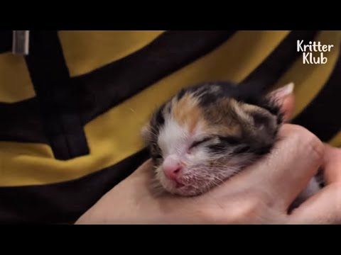 Cat Mom Rescued Along With Her Surviving Kitten She Wouldn T Let Her Go Gatitos Adorables Gatitos Lindos Gatitos Divertidos