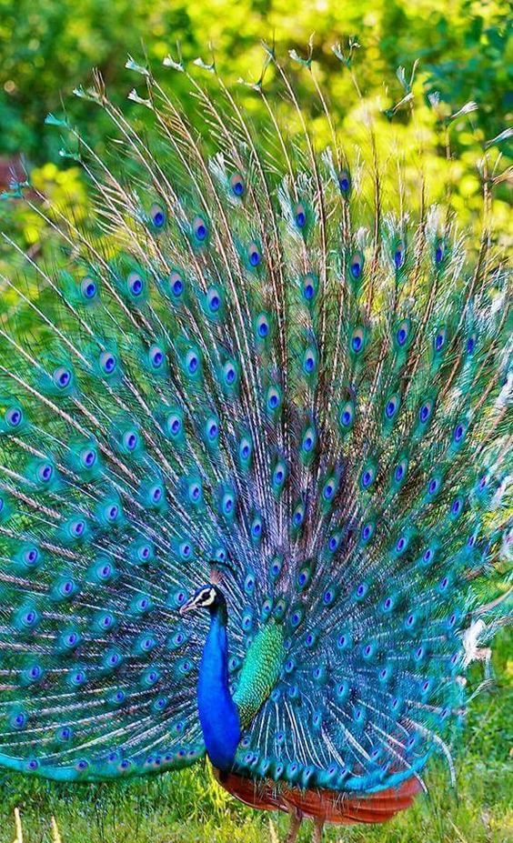 Source :flying of birds