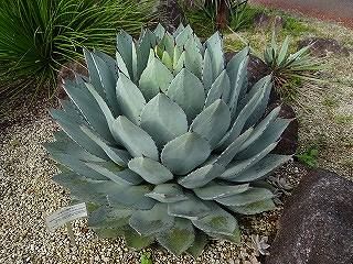趣味の花図鑑 アガベ吉祥天 アガベ 庭 木 花 図鑑 趣味の花図鑑 アガベ吉祥天 アガベ 庭 木 花 図鑑