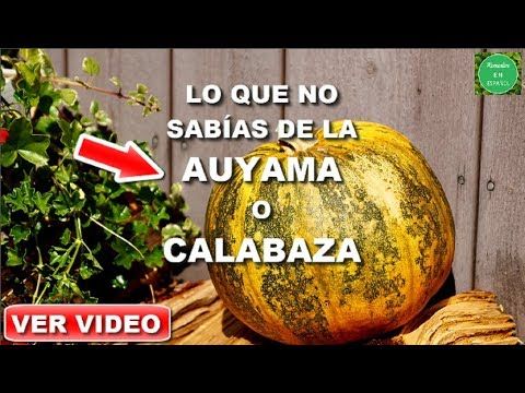 semillas de calabaza de próstata youtube semillas de calabaza de próstata youtube
