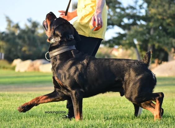 rottweiler-dog-3d-photo