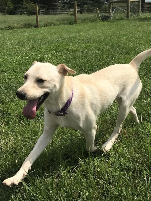 Sunbear Is An Adoptable Labrador Retriever Searching For A Forever