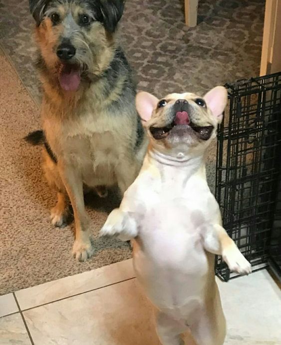 Funny Dancing Dogs Compilation Try Not To Laugh Dog Dancing