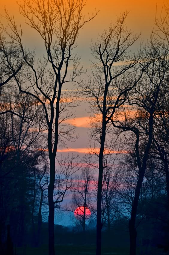 Sunset colors through the trees