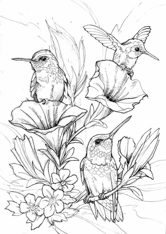 humming bird flower coloring pages colouring jody bergsma artist save for pyrography drawing pinterest humming birds pyrography and artist - Hummingbird Coloring Page humming bird flower coloring pages colouring jody bergsma artist save for pyrography drawing pinterest humming birds pyrography and artist - Hummingbird Coloring Page