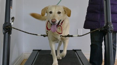Dog Training Train Your Dog To Walk On A Treadmill With Images