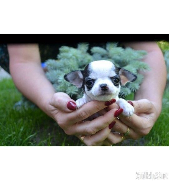 Chihuahua Puppies For Sale In West Virgini Chihuahua Puppies For