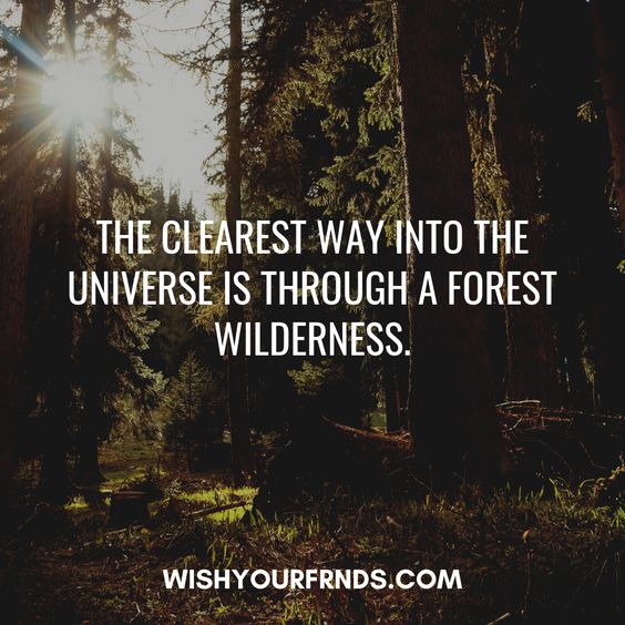 About nature quotes Love for nature quotes . nature quotes short #nature #quotes #quotesimages #naturephotography #photography #travel #love #photooftheday #landscape #naturelovers #beautiful #picoftheday #photo #art #sky #flowers #like #mountains #adventure #follow #naturelover #spring #life #photographer #beauty #hiking #landscapephotography #green #outdoors #explore #summer #forest #animals #happy #wanderlust #sun #canon #macro #winter #beach #trees #tree #clouds #wildlifephotography #amazing