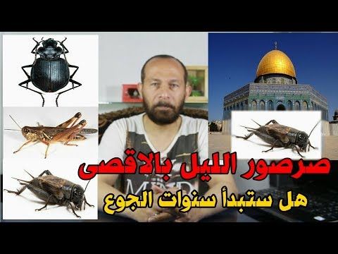 صرصور الليل يجتاح الاقصى و خنافس سامة و جراد يأكل المحاصيل كيف نواجه سنوات الجوع Youtube Movie Posters Poster Movies