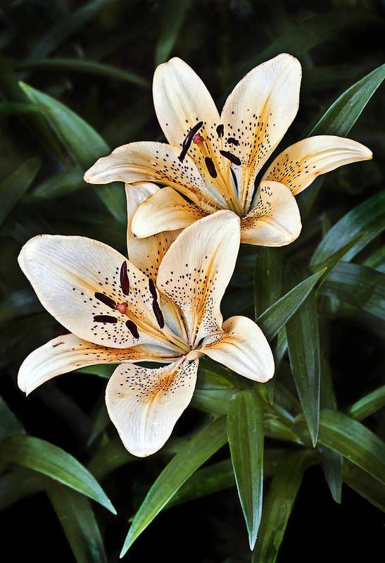 Asiatic Lily Art Print by Marcia Colelli. All prints are professionally printed, packaged, and shipped within 3 - 4 business days. Choose from multiple sizes and hundreds of frame and mat options.