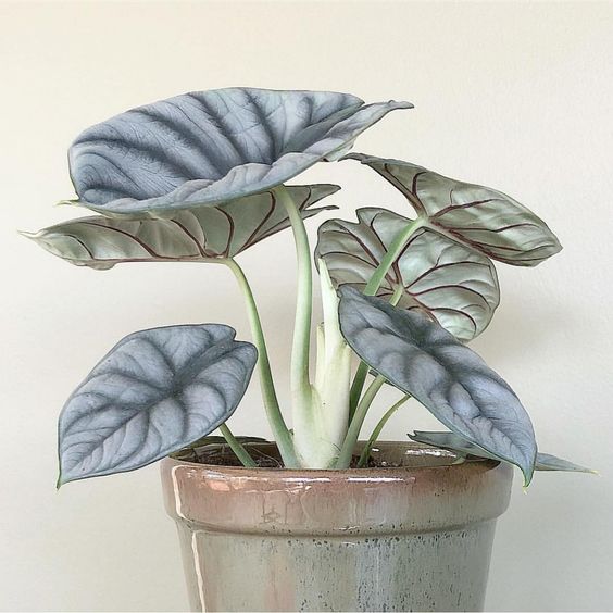 alocasia silver dragon