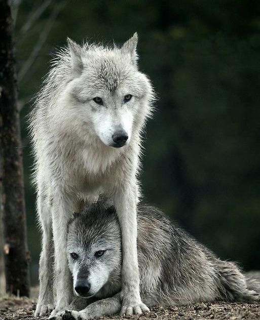 pin by selenejuarez on lobos dingos coyotes y chacales wild wolf husky wolf