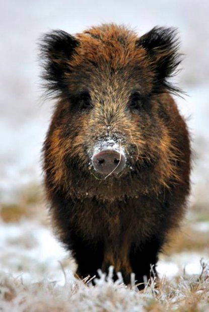 Marcassin Animaux Foret Animaux Sauvages Sanglier Marcassin Animaux Foret Animaux Sauvages Sanglier