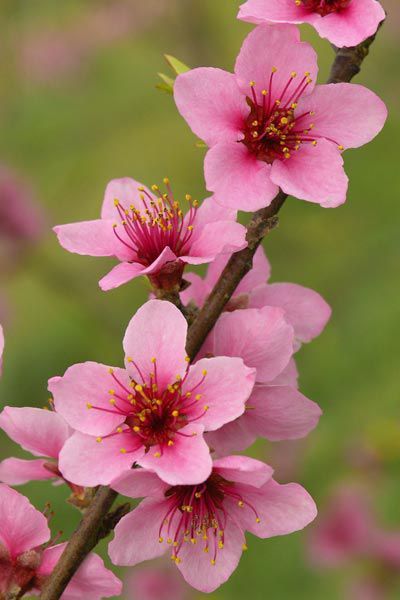 50 State Flowers to Grow Anywhere