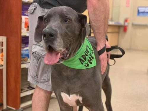 Adopt Sam On Dogs In Need Of Homes Dogs Homeless Dogs Dane Dog