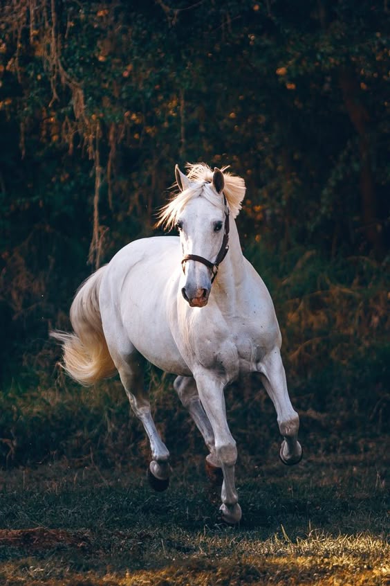 7,000+ Best Horse Photos ยท 100% Free Download ยท Pexels Stock Photos