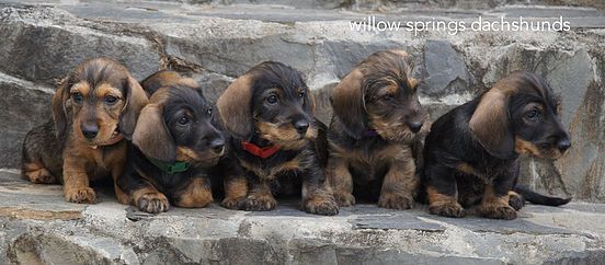Miniature Wirehaired Dachshund Dachshund Puppy Dapple Long Haired