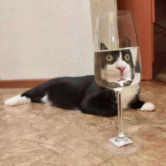 This Facebook Page Is All About Animal Images That Need To Be Seen (50 Pics)