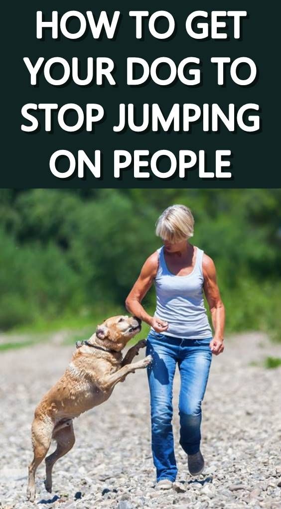 It S Important To Learn How To Stop A Dog Jumping Up On People For