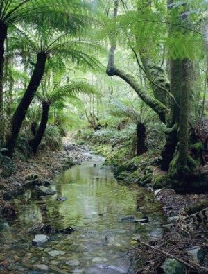 Foresta Amazzonica