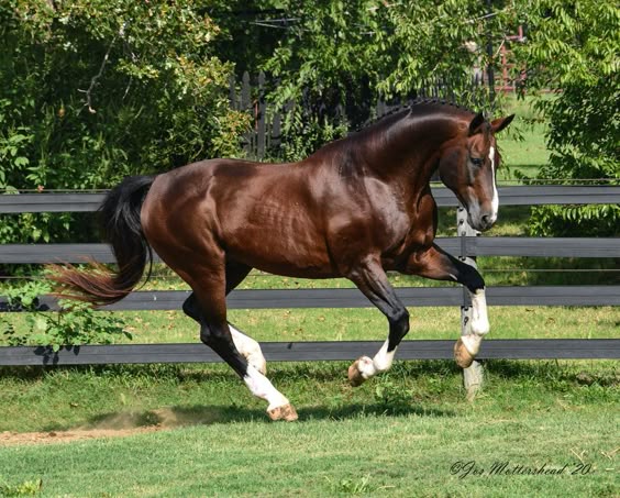 Apiro | 2000 Bavarian Warmblood Stallion