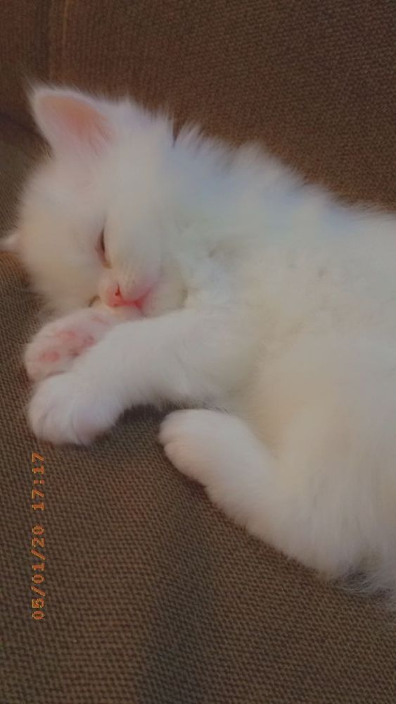 Cat ๐