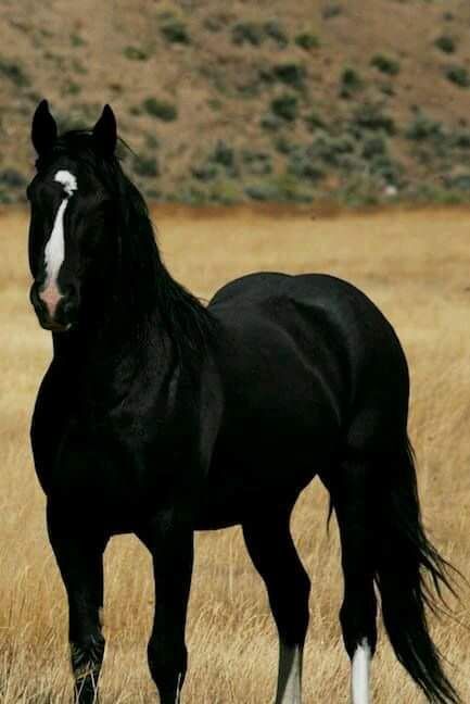 horse-photo