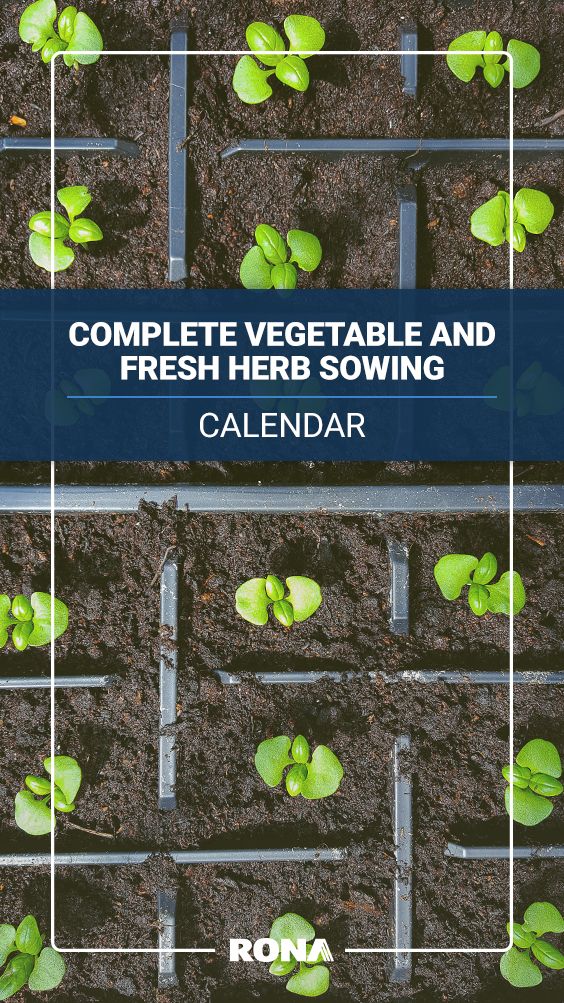 Harvesting Fruit And Vegetables From The Garden Is One Of The