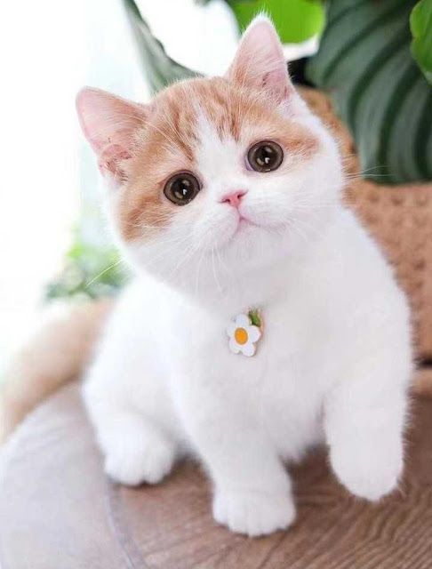 Cat Pictures