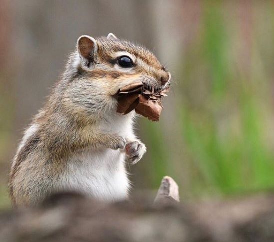 Chipmunk