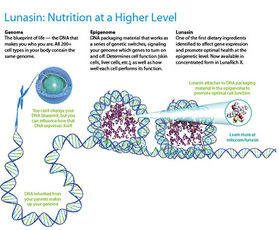 Lunasin and Epigenetics #lunasin #reliv wwwmainereliv - new blueprint gene expression Lunasin and Epigenetics #lunasin #reliv wwwmainereliv - new blueprint gene expression