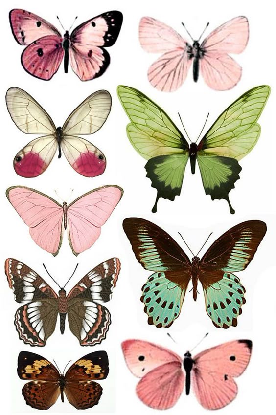 butterfly