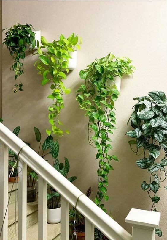 Plantas suspensas: ideias de decoração com plantas pendentes Plantas suspensas: ideias de decoração com plantas pendentes