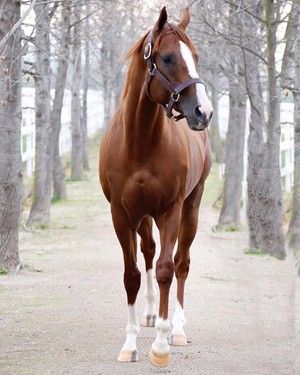 Horses Photo: California Chrome