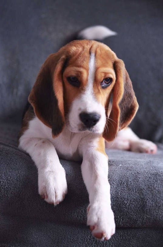 18++ Beagle breed info