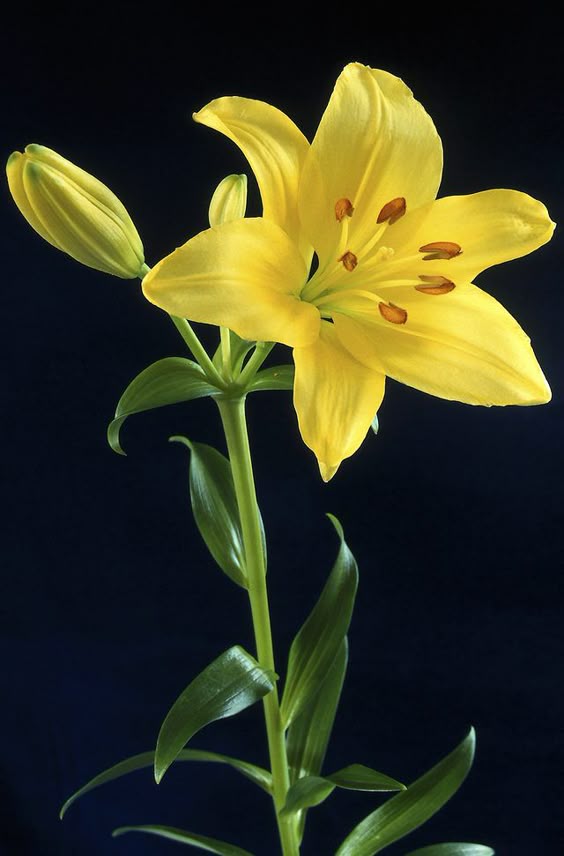 Lily Plant Types
