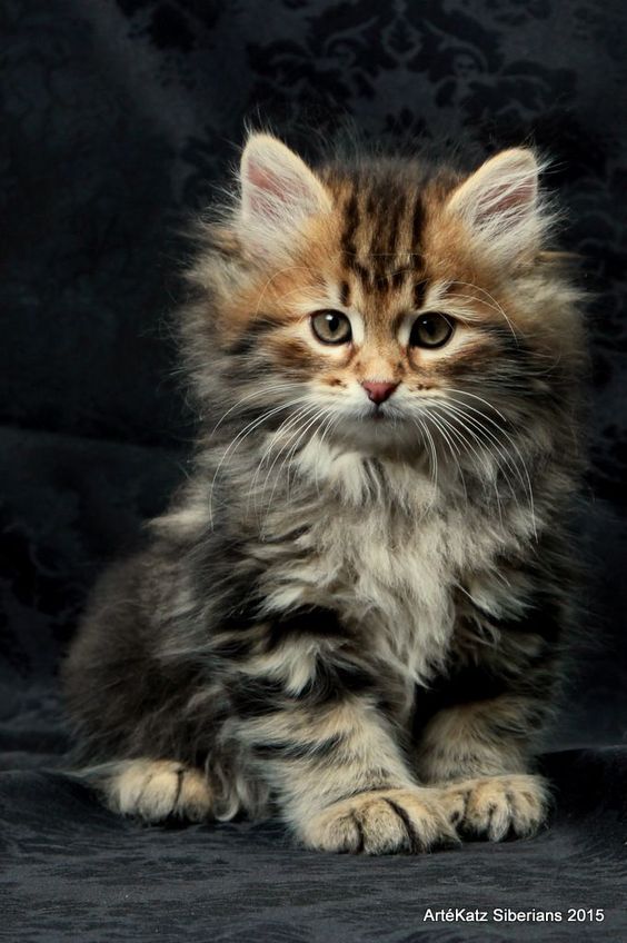 Saving Cats, Dogs and Cash