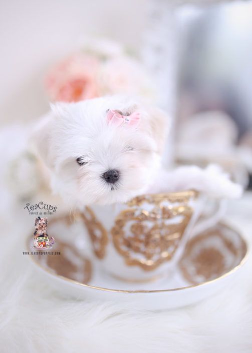 Maltese Puppy For Sale Teacup Puppies 213 In 2020 Maltese Puppy