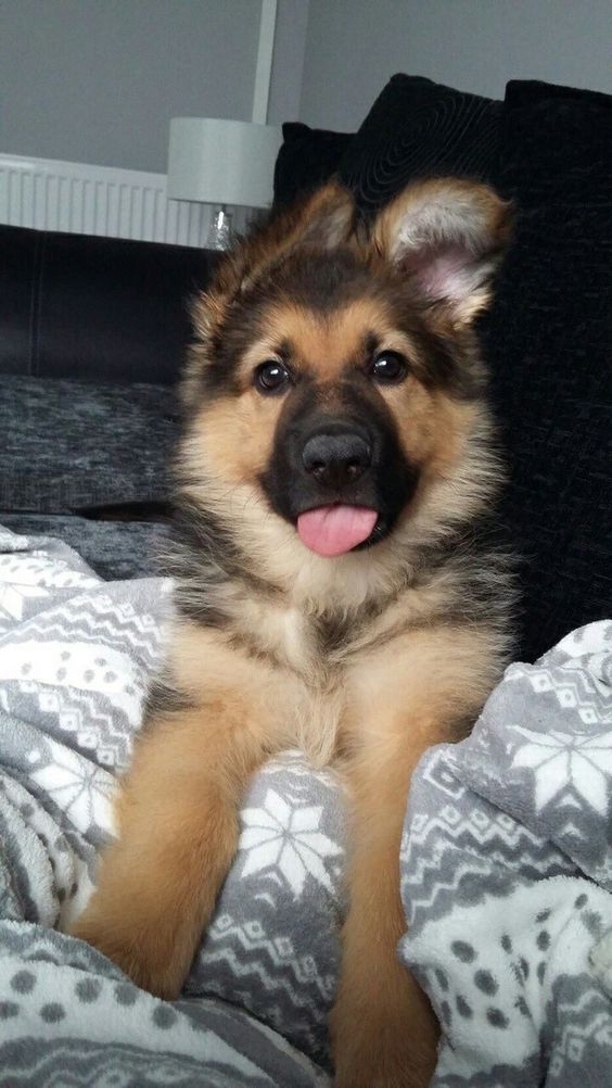 Once You Get Your Pup Or Dog Regardless The Age Introduce Him To