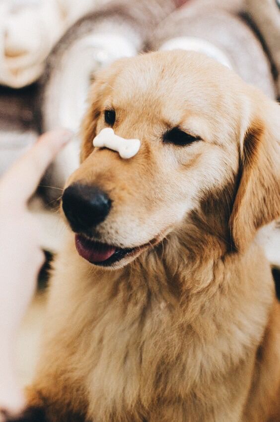 recette alimentation naturelle pour chien