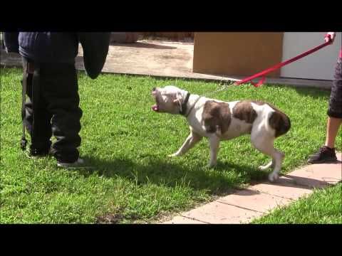 American Bulldog Has Lost His Mind Red Zone Dog Bites Miami Dog