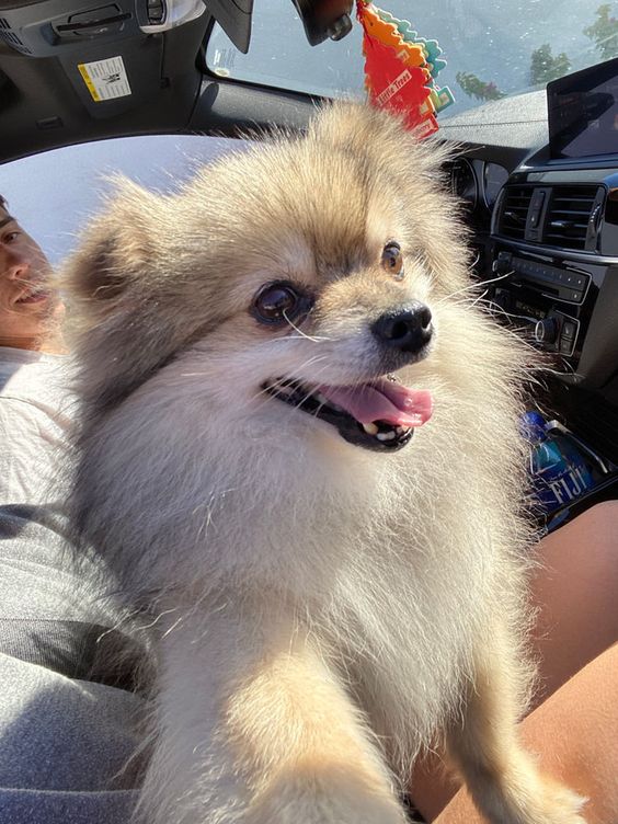 Road Tripping with Your Dog