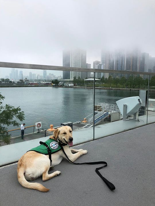 Walters First Time In Chicago Service Dog Training Service